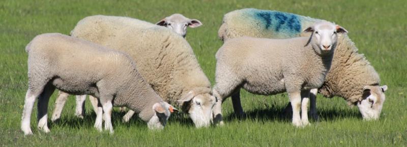maternal-ewes-and-lambs