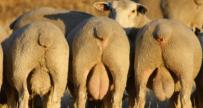 2015 drop rams