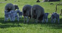 Ewes with lambs