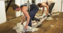 shearing