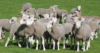 Rams